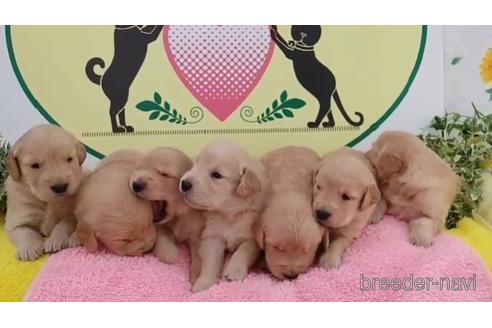 成約済の栃木県のゴールデンレトリーバー-232355の1枚目
